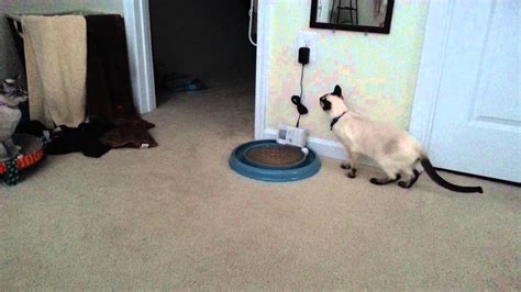 catscram|desktop pet cat.